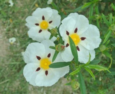 flor-blanca