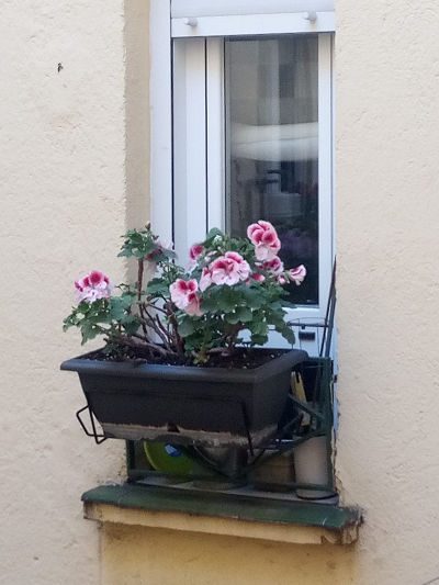 flores-en-ventana