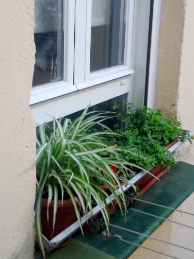 plantas-en-ventana