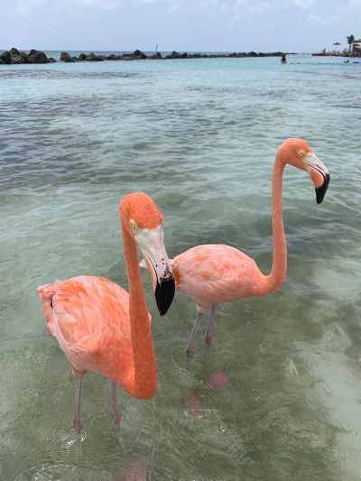 Flamencos en Aruba