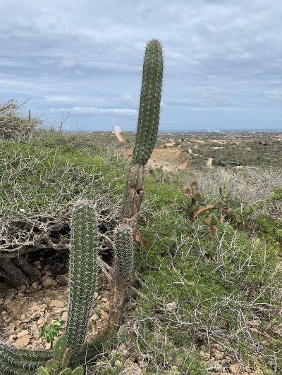 Los cactus de Aruba