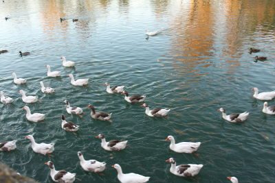 Río Tajo en Aranjuez