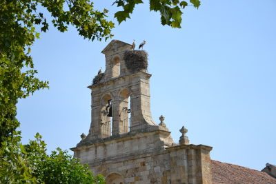 cigüeñas